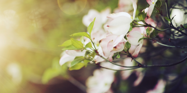 Kirschblüte